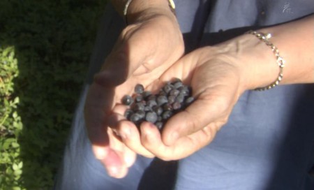 Blueberries in Agneta's palms